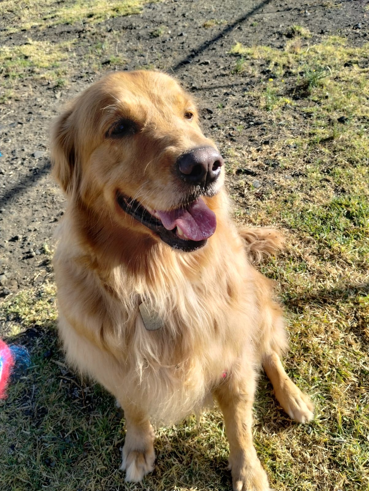 perro golden Niza Campestre en Metepec y Toluca