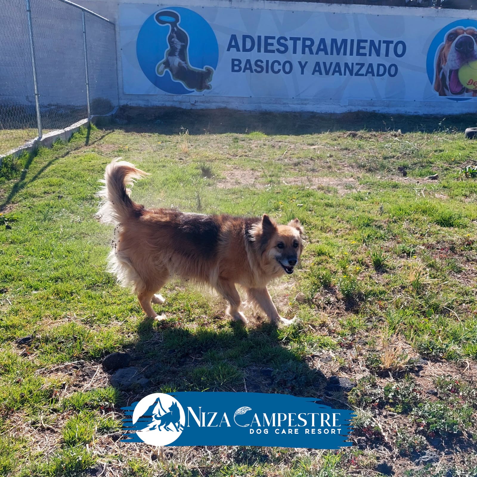 perro golden Niza Campestre