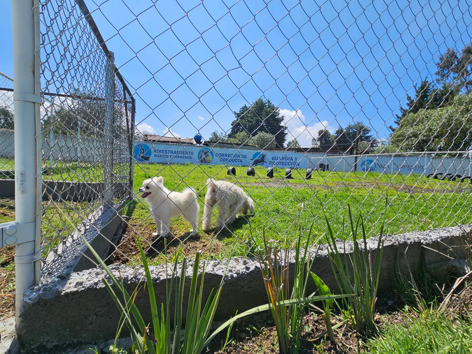 perro Niza Campestre en Metepec y Toluca