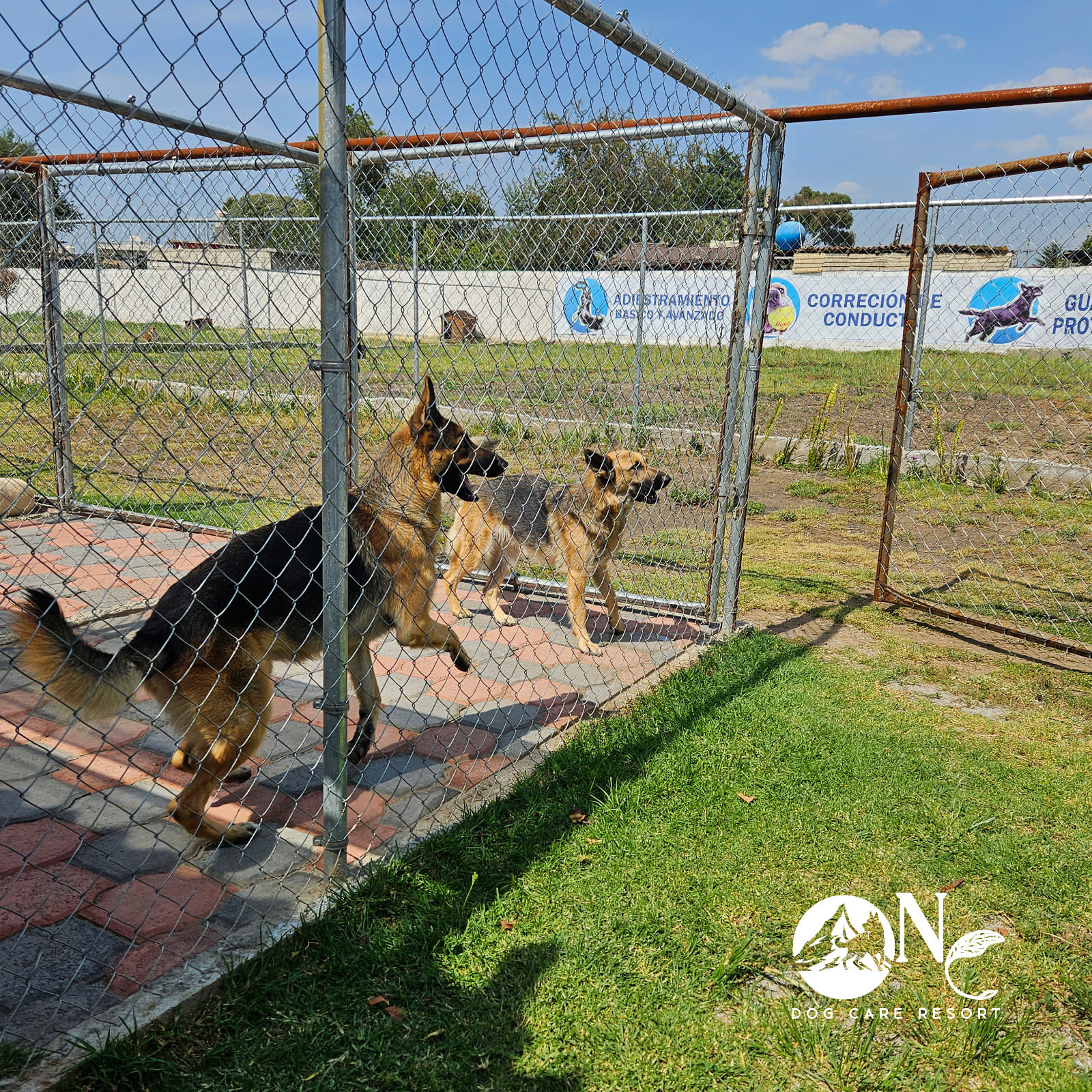 perro Niza Campestre en Metepec y Toluca