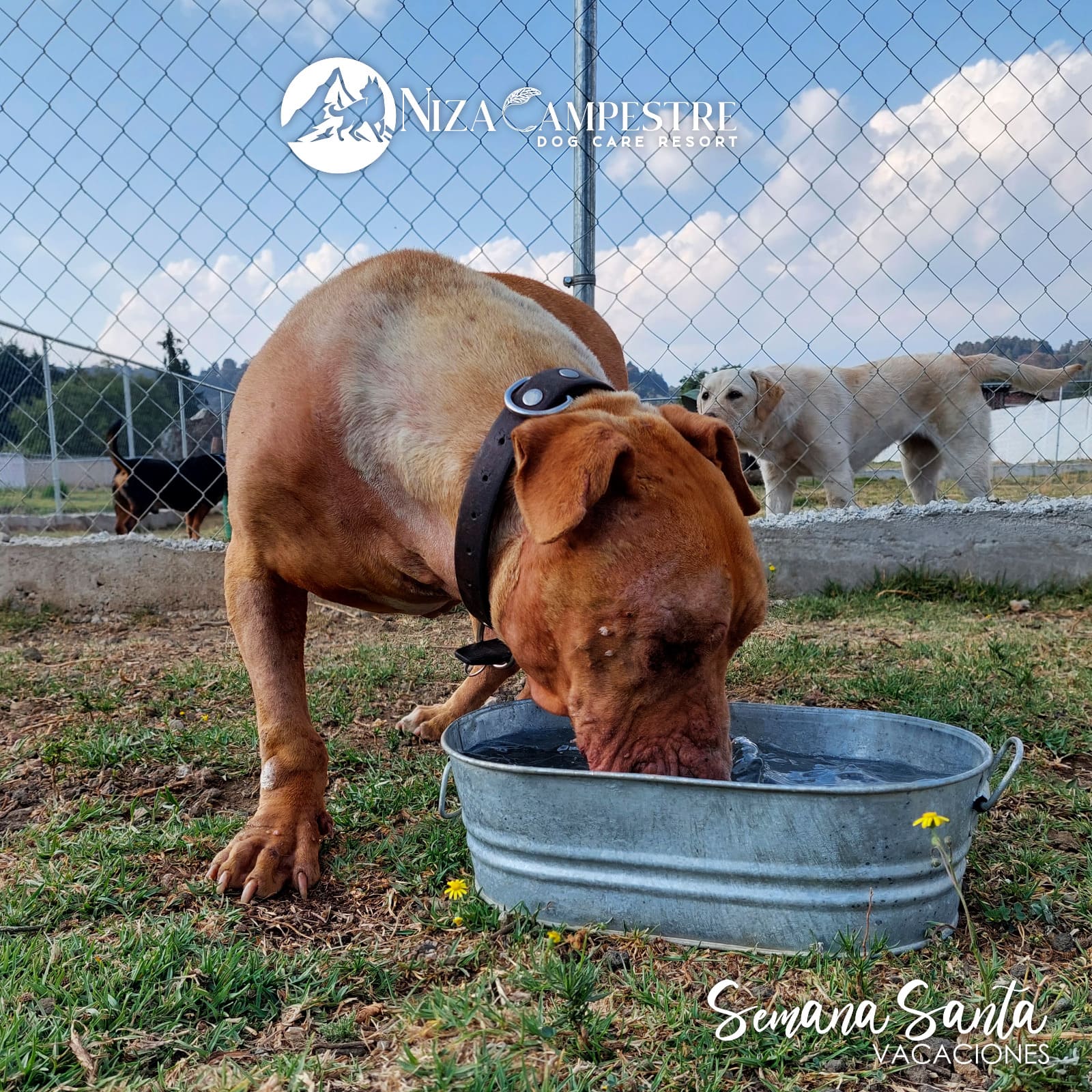 perro Niza Campestre en Metepec y Toluca