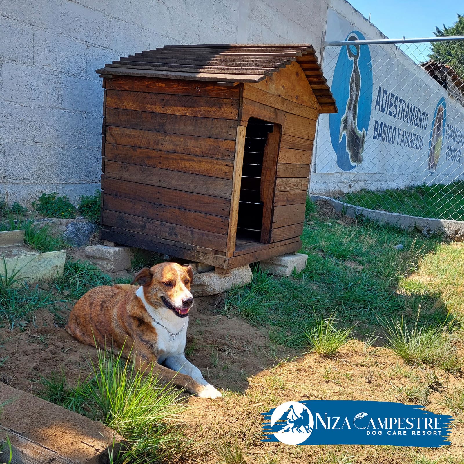 perro Niza Campestre en Metepec y Toluca