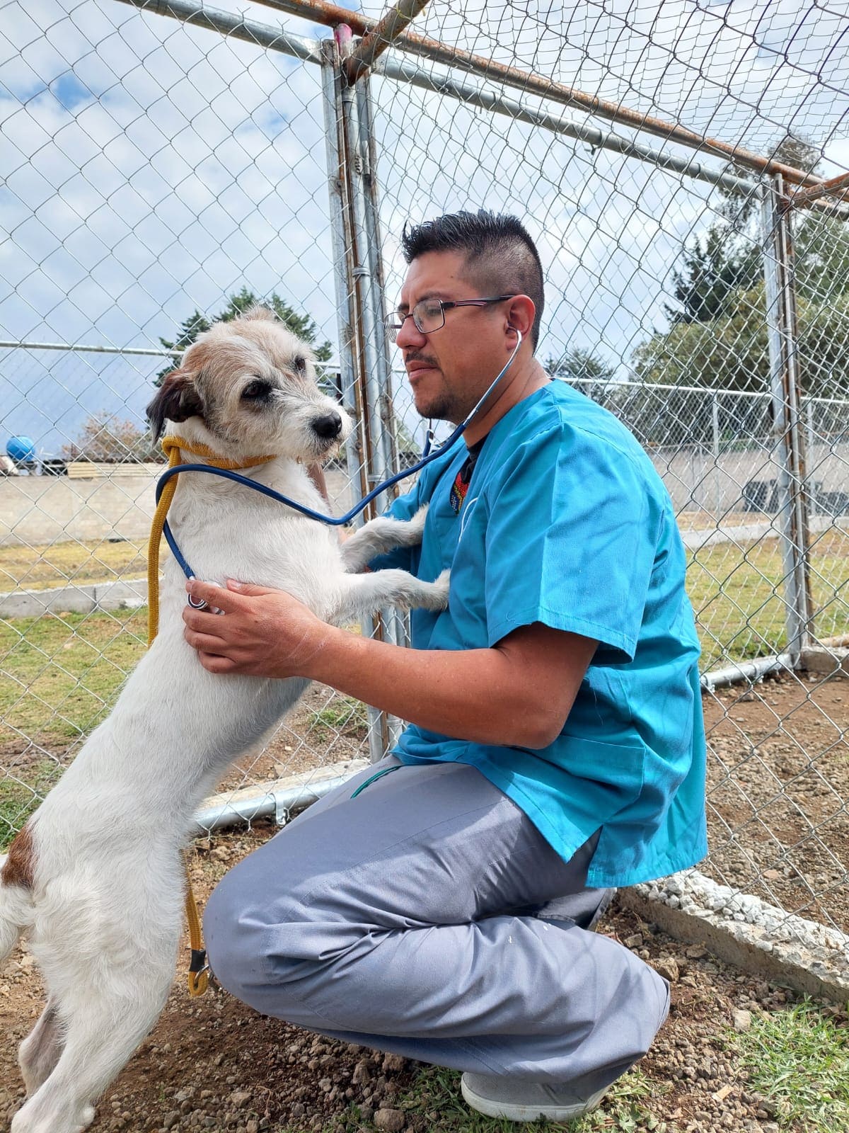 perro golden Niza Campestre en Metepec y Toluca