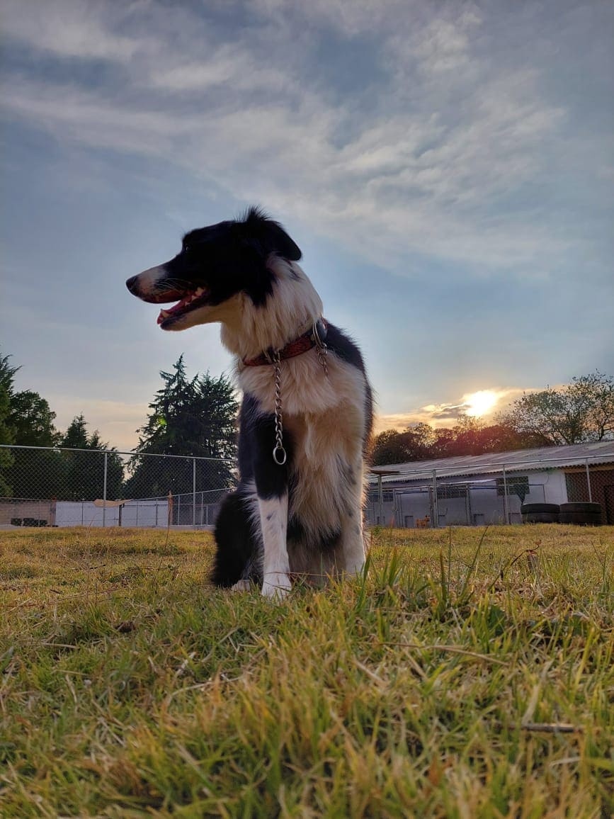 perro en pensión canina y gardería Niza Campestre en Metepec y Toluca