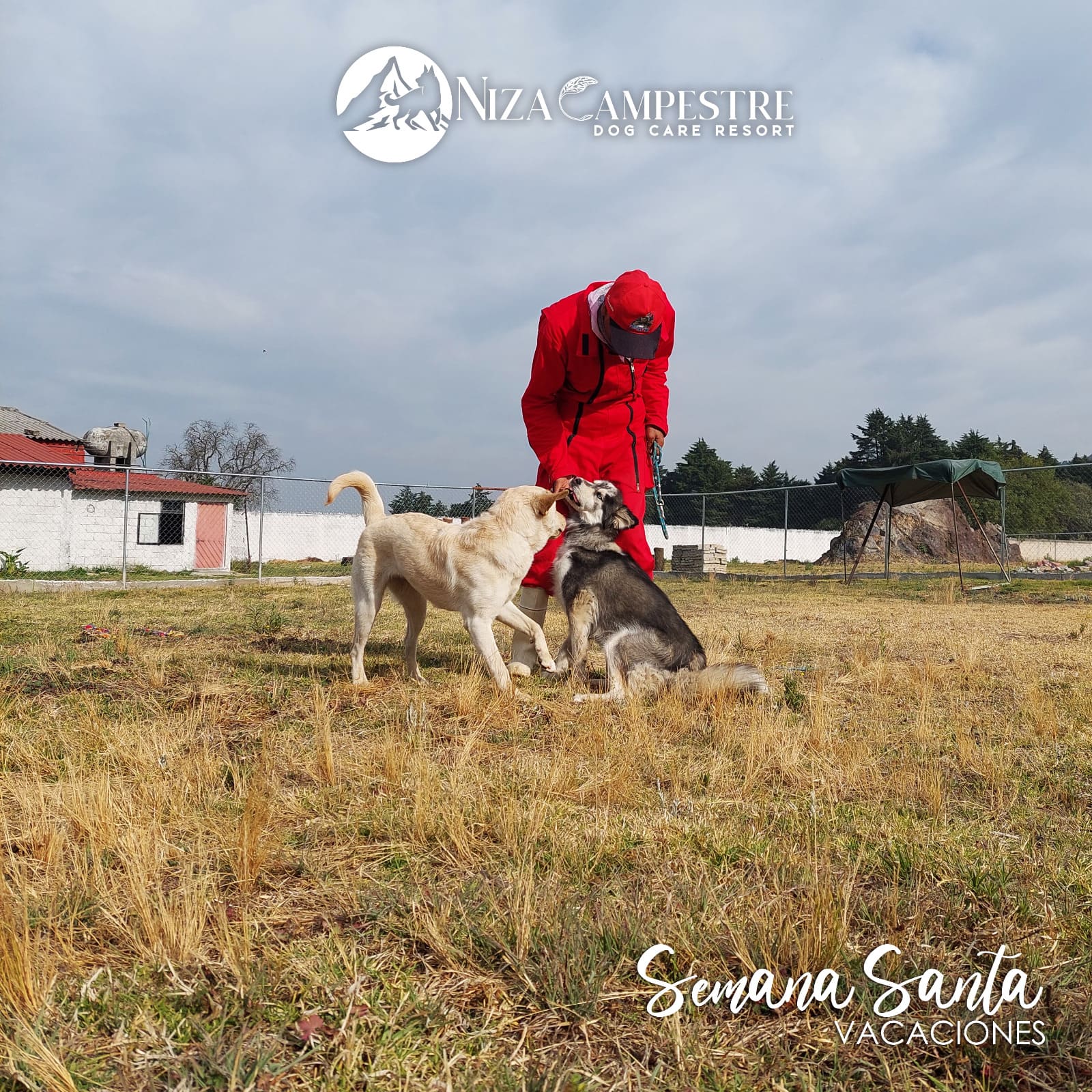 perro en pensión canina y gardería Niza Campestre en Metepec y Toluca