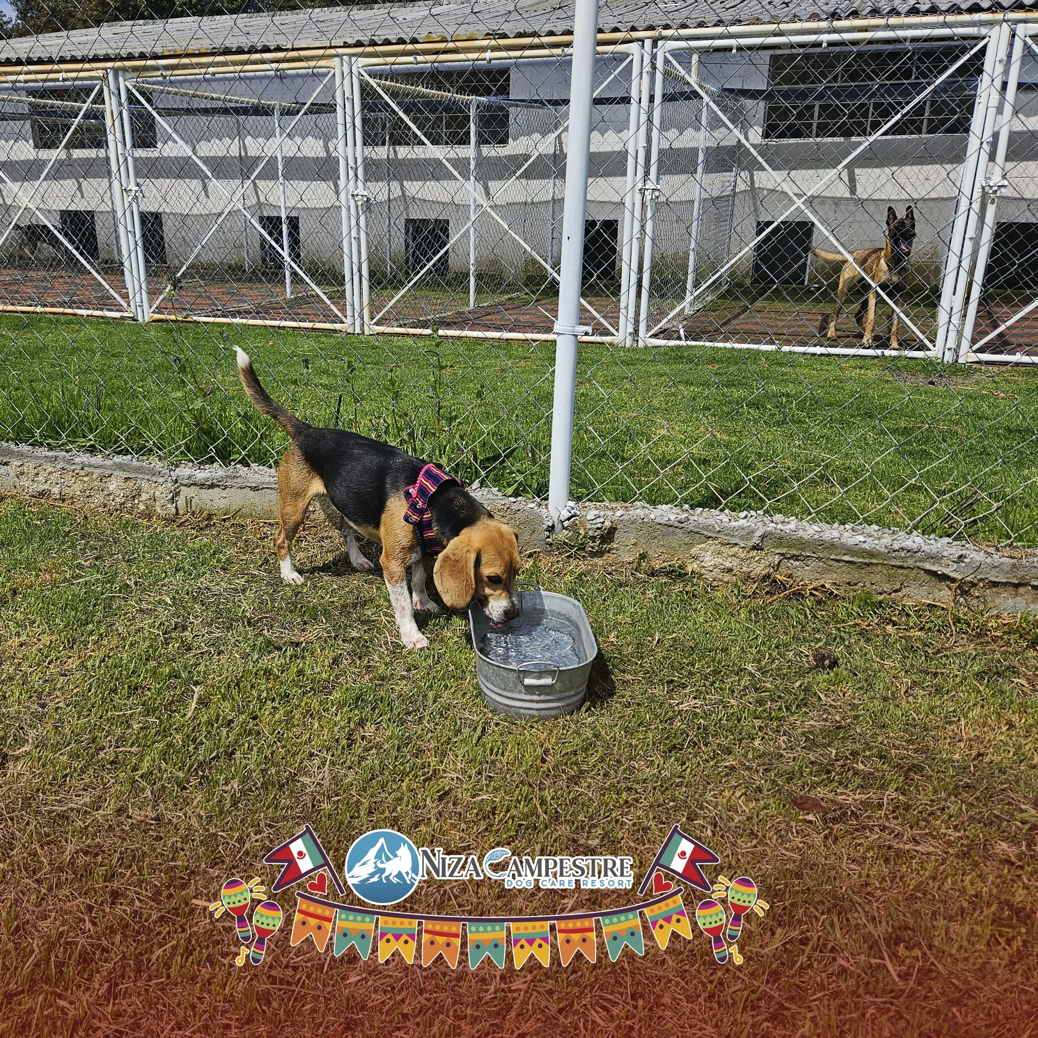 perro en pensión canina y gardería Niza Campestre en Metepec y Toluca