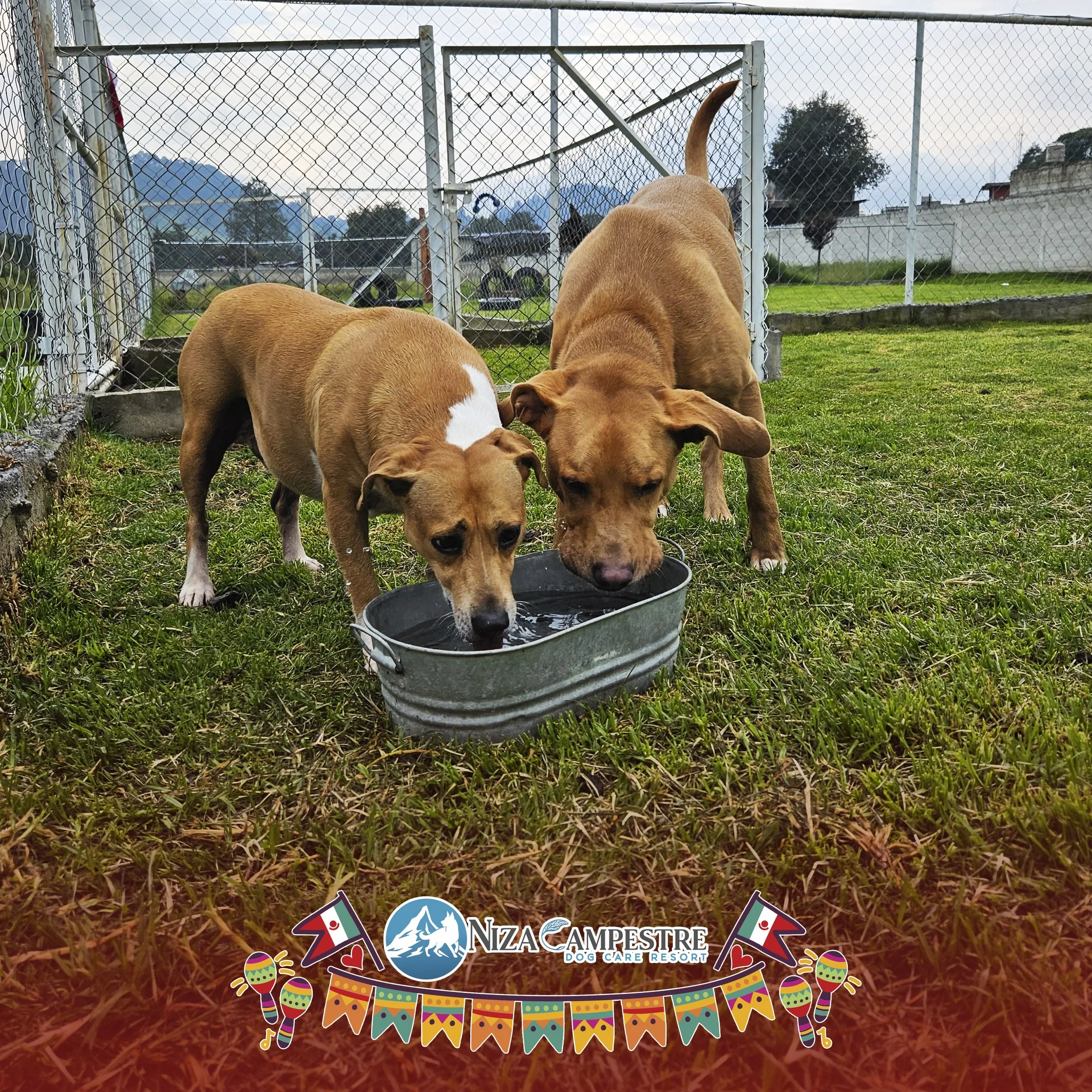 perro en pensión canina y gardería Niza Campestre en Metepec y Toluca