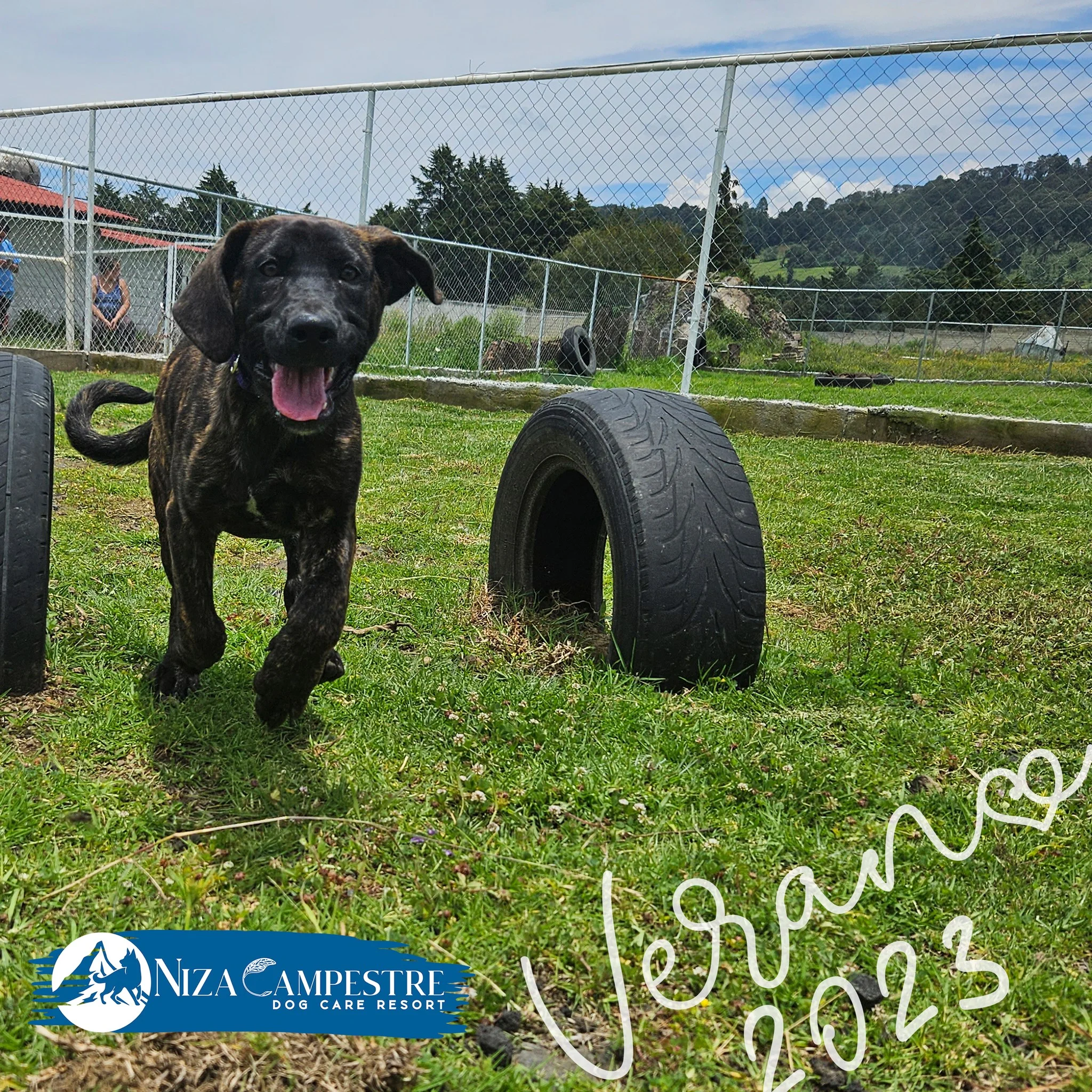 perro en pensión canina y gardería Niza Campestre en Metepec y Toluca