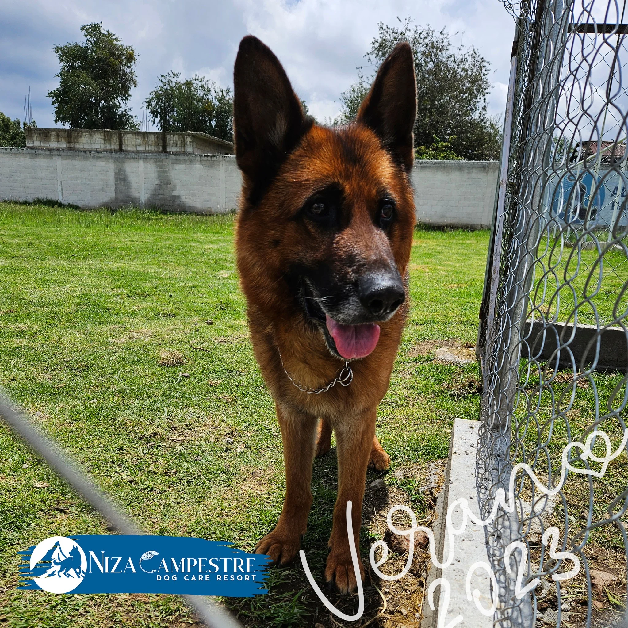 perro en pensión canina y gardería Niza Campestre en Metepec y Toluca