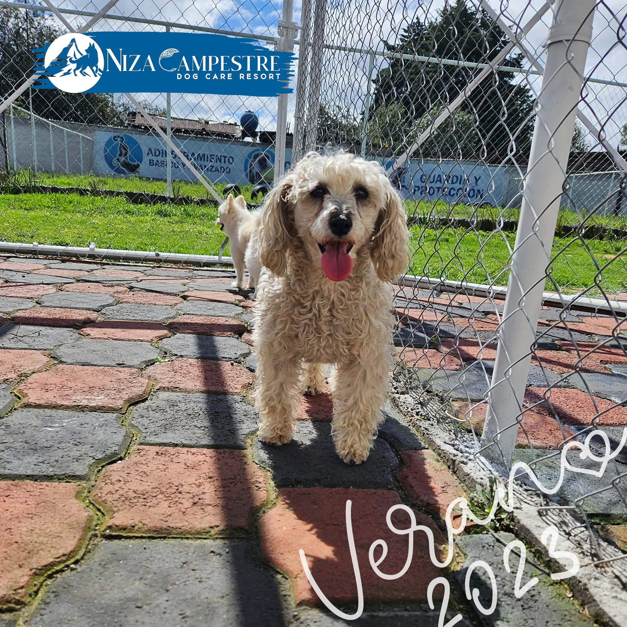 perro en pensión canina y gardería Niza Campestre en Metepec y Toluca