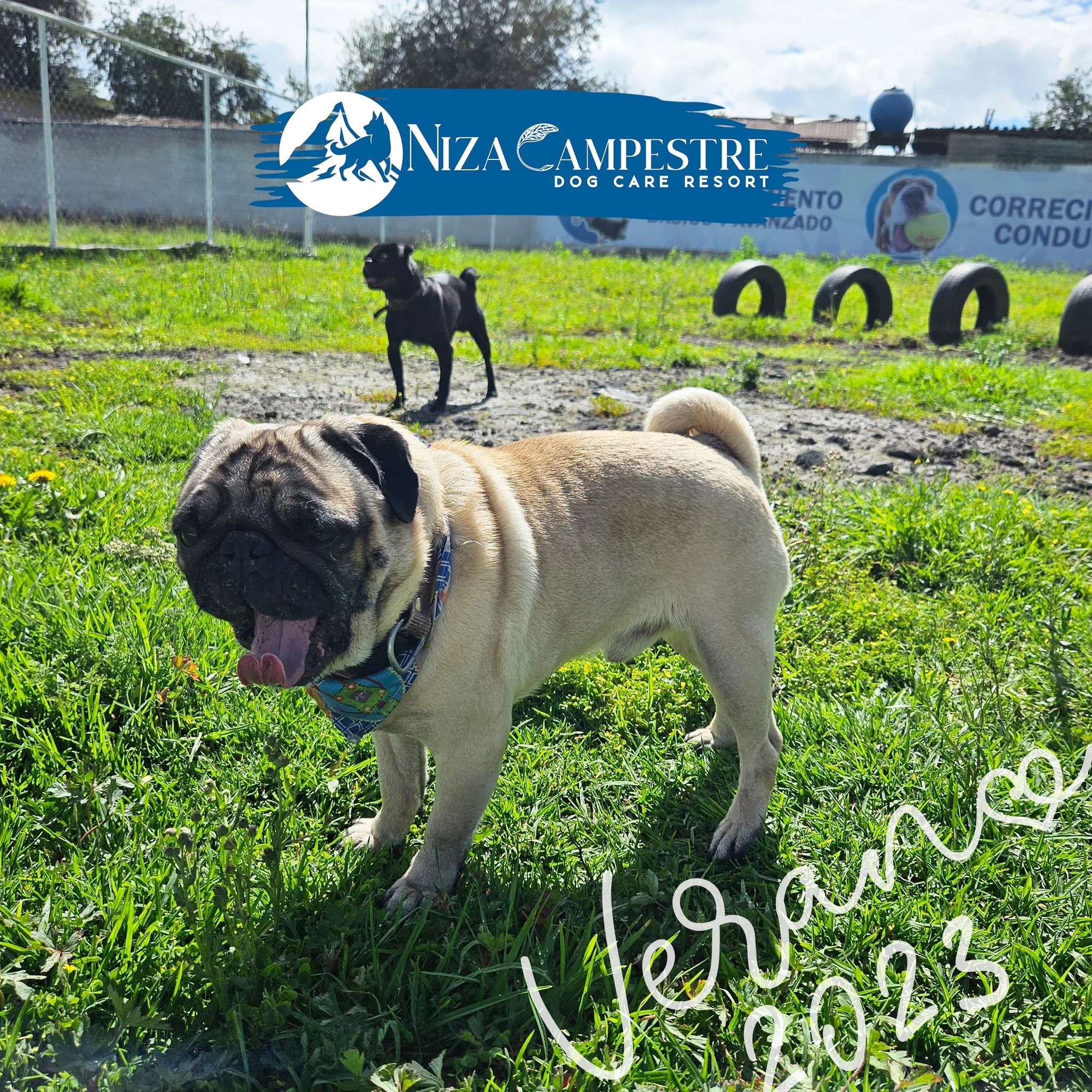 perro en pensión canina y gardería Niza Campestre en Metepec y Toluca