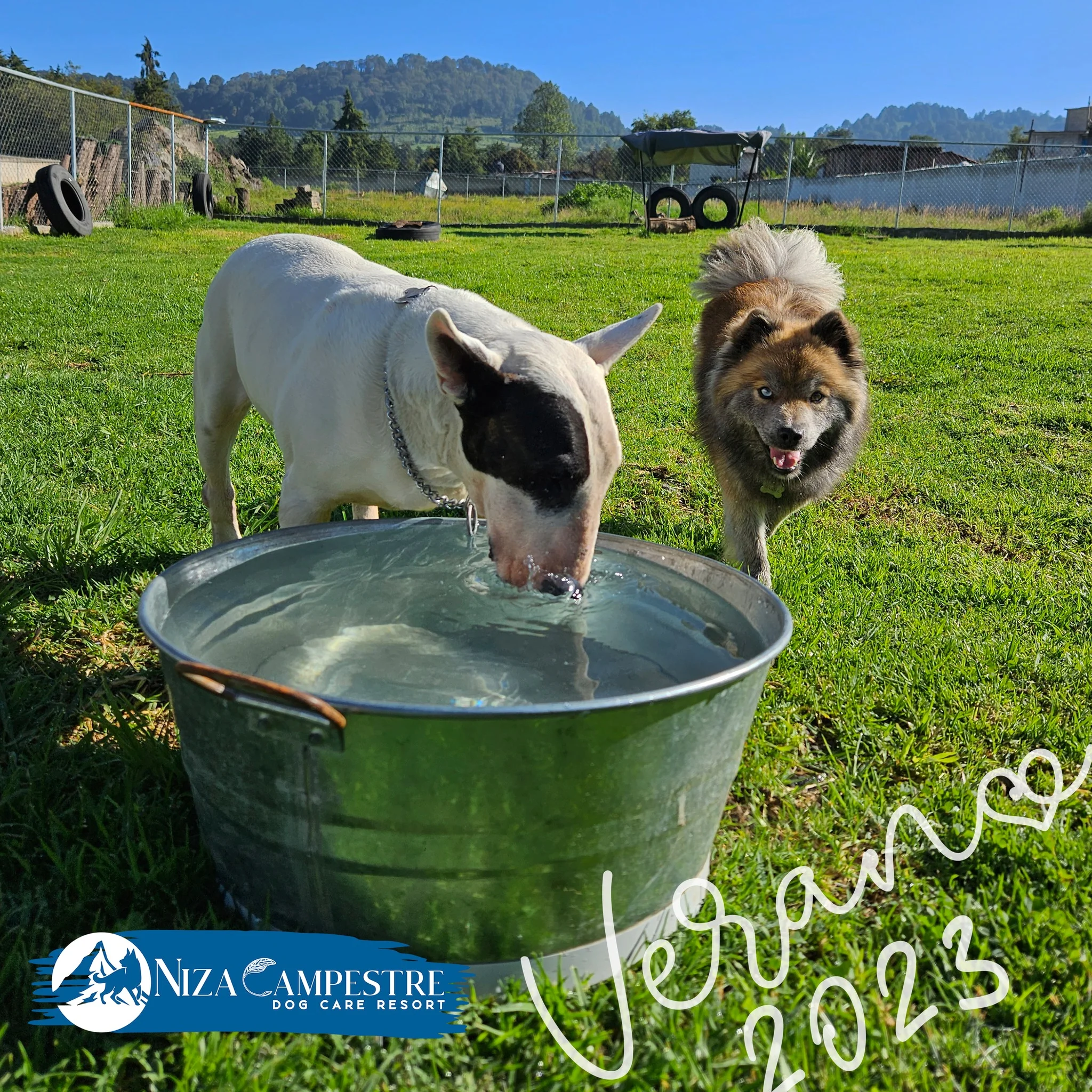 perro en pensión canina y gardería Niza Campestre en Metepec y Toluca