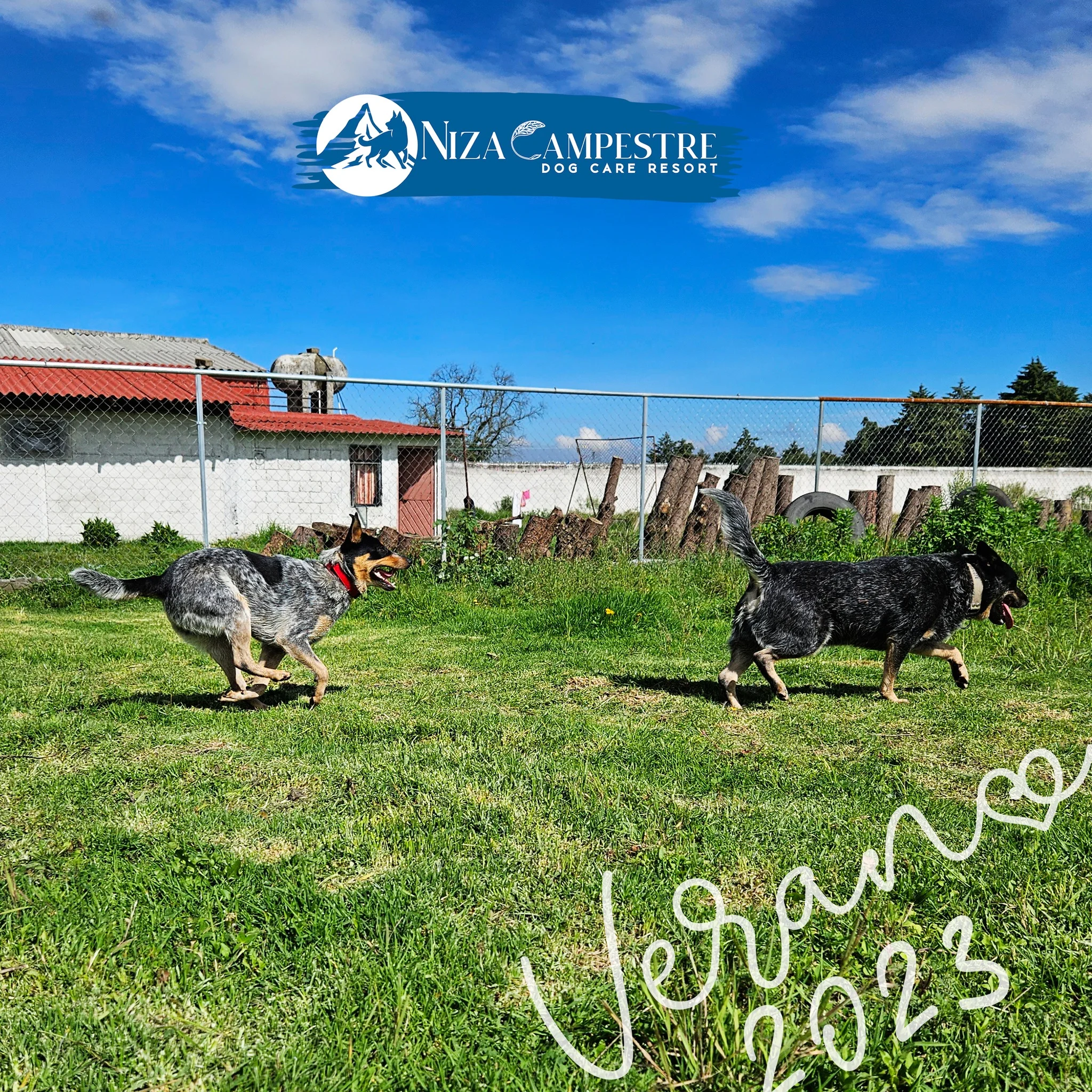 perro en pensión canina y gardería Niza Campestre en Metepec y Toluca