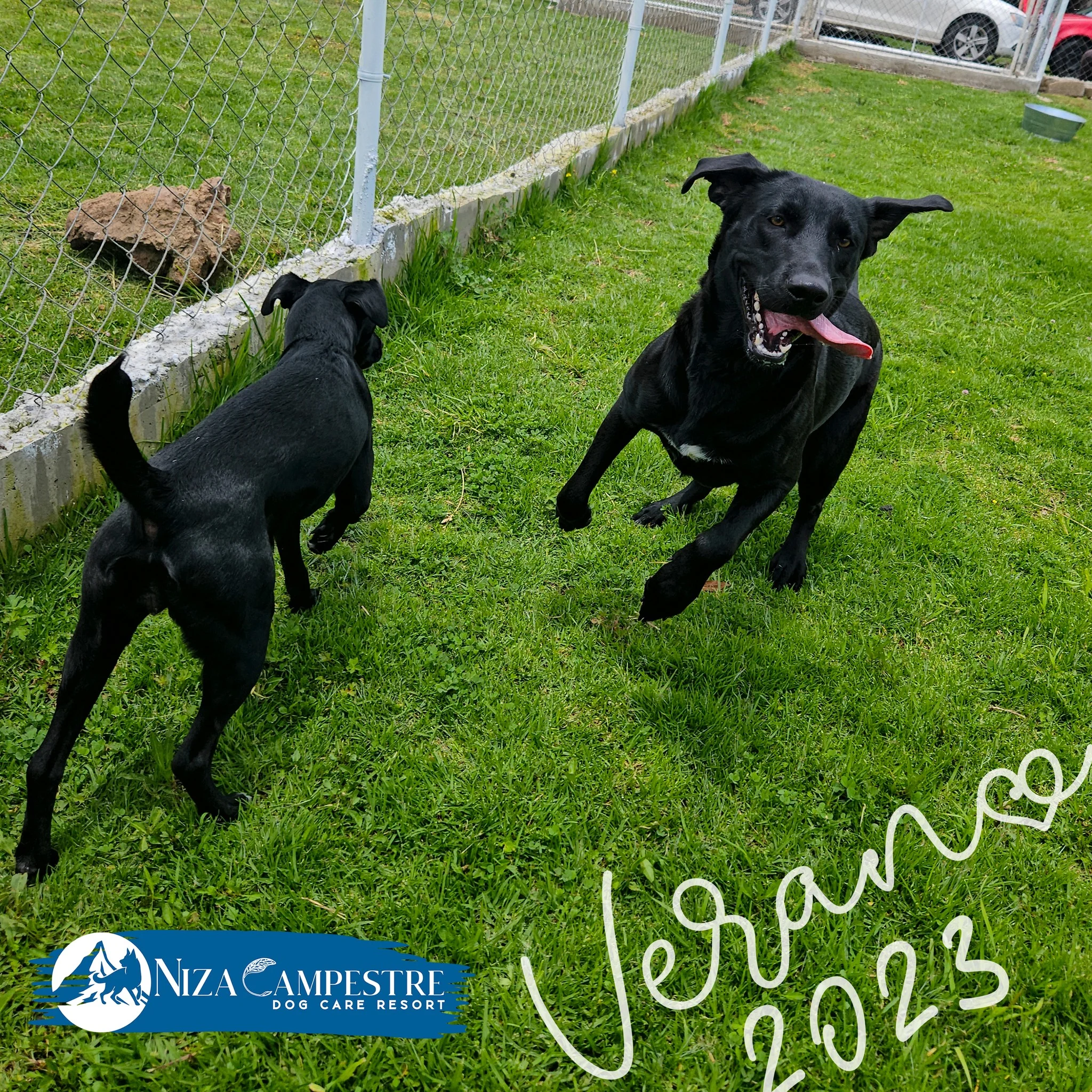 perro en pensión canina y gardería Niza Campestre en Metepec y Toluca