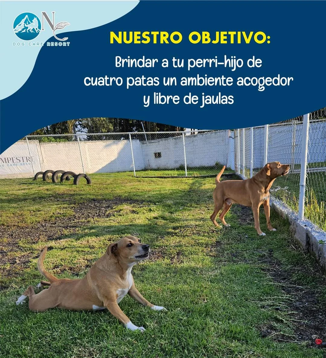 pensión canina Toluca