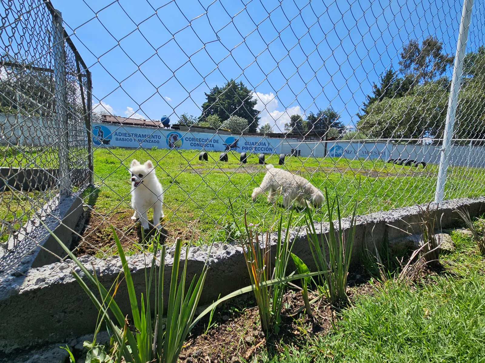 Niza Campestre, hotel y guardería canina en Toluca