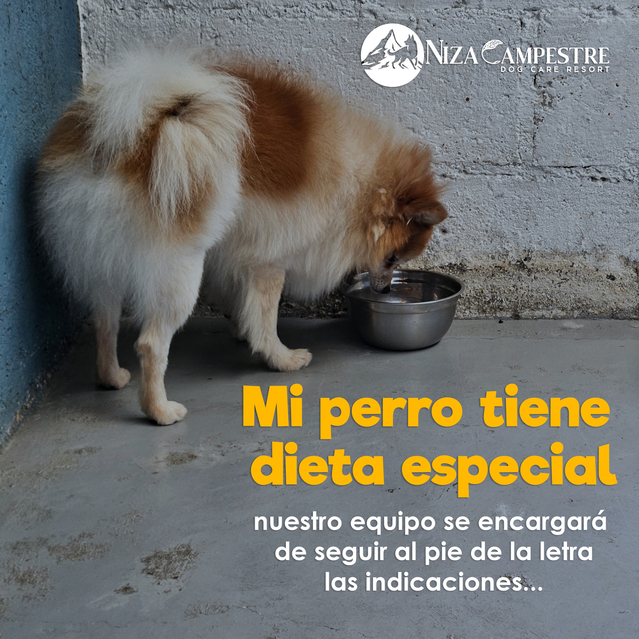 hotel canino en Niza campestre Toluca y metepec