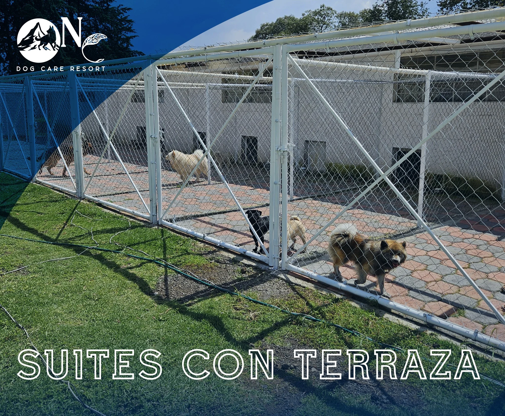 perro Niza Campestre en Metepec y Toluca