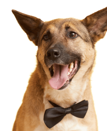 Hotel Canino Niza campestre