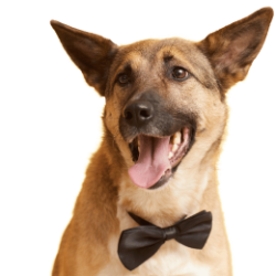 Hotel Canino Niza campestre