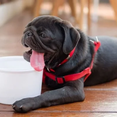 ¿Cómo proteger a tu perro de un golpe de calor?