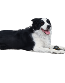 Perro en niza campestre